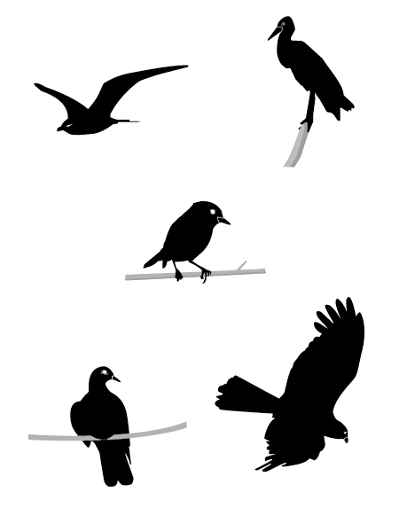 Free download: 5 birds vectors