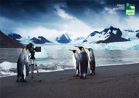 animal planet animal planet