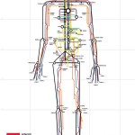 human subway map