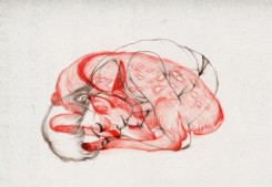deer6