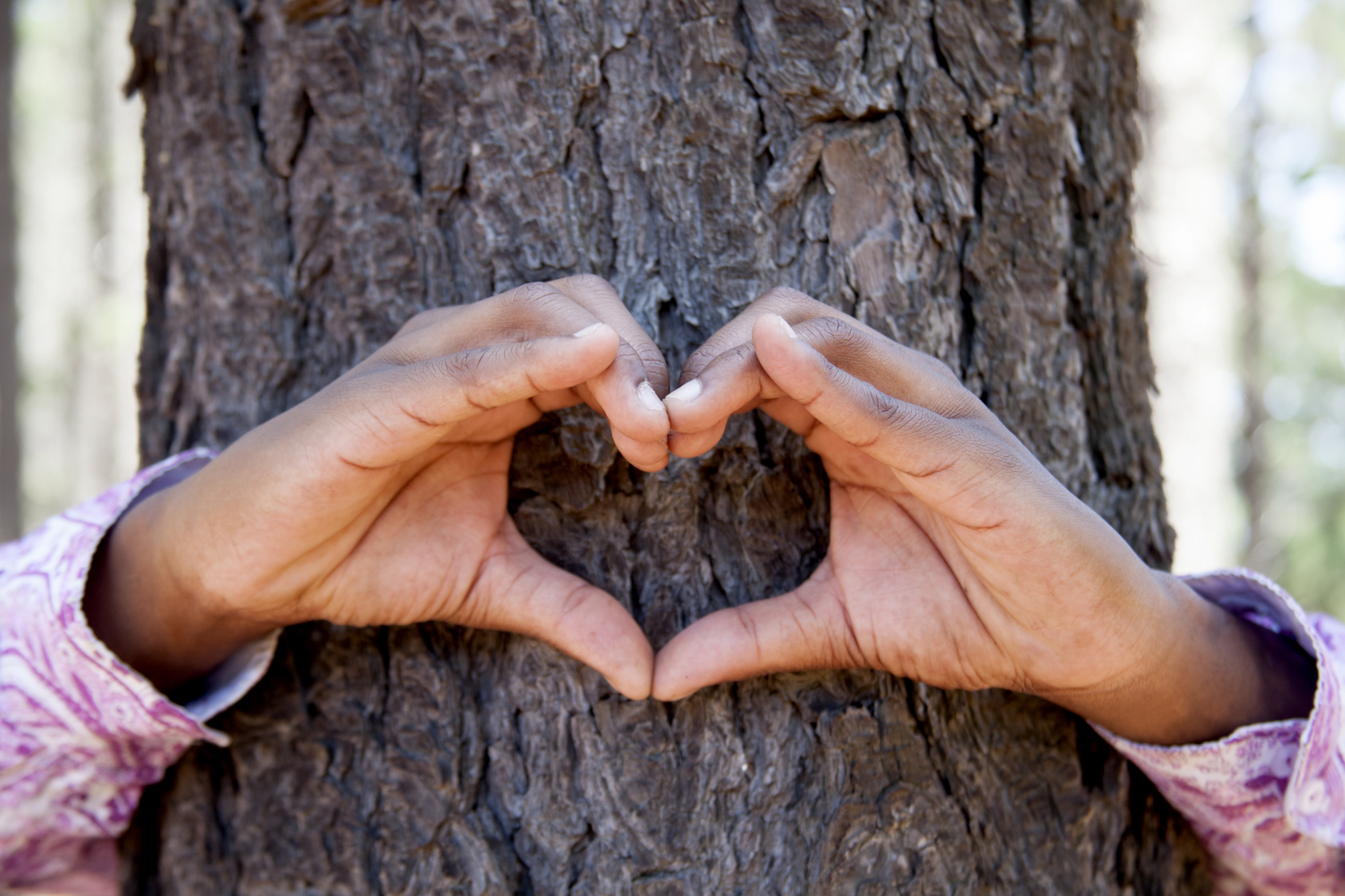 hands making an heart shape on a trunk of a tree.