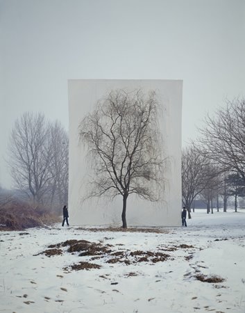 Tree photos by Myoung Ho Lee