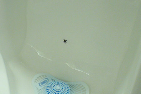 fly in urinal