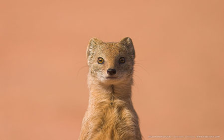 yellow mongoose