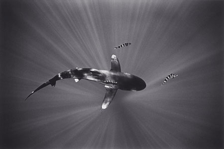 Wayne Levin’s Underwater Photography