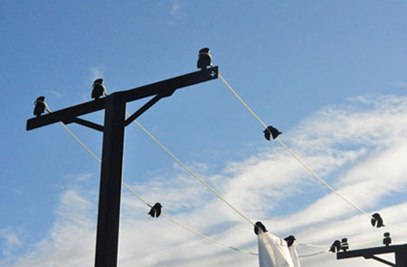 Creative clothesline design: birds on a laundry wire