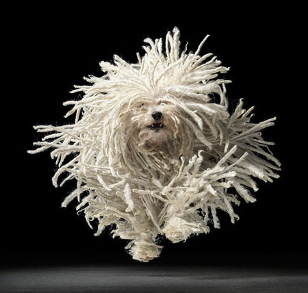 Dog photography by Tim Flach