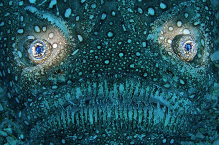 Best Underwater Photography 2010