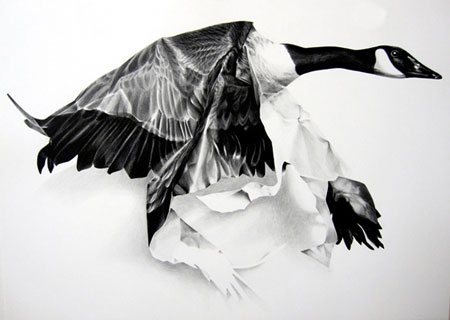 Wax Pencil Bird Drawings by Christina Empedocles