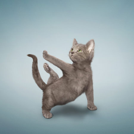 Yoga Kittens by Daniel Borris