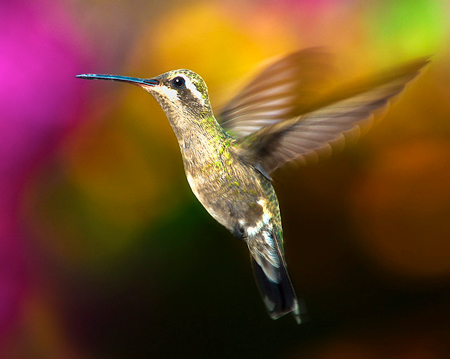 20 awesome examples of bird photography