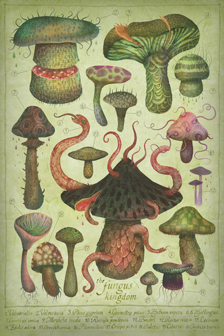 The Fungus kingdom
