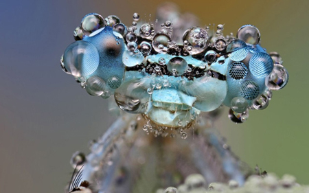 Dew-Soaked Insects Photographed by Ondrej Pakan