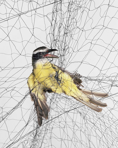 Todd Forsgren’s ornithological photographs