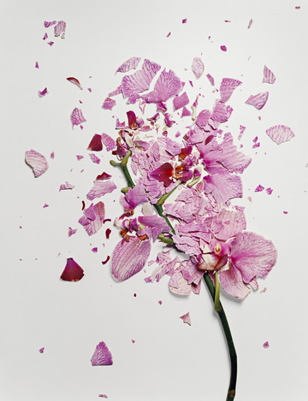 Flowers soaked in liquid nitrogen shatter on impact