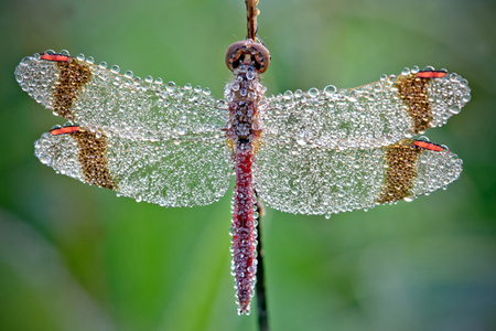 Macro photographs of dew-covered dragonflies and other insects by David Chambon