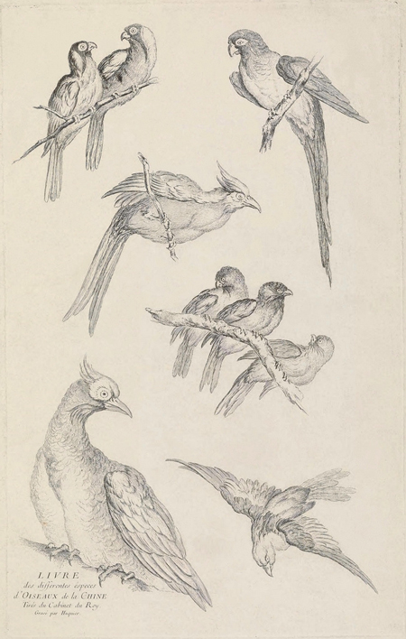 China birds engravings