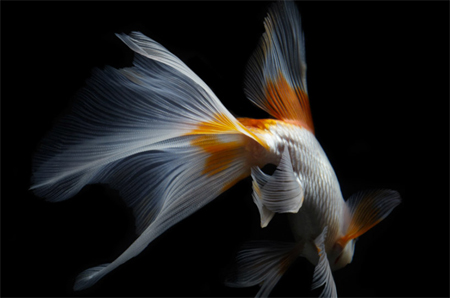 Still life fish photography by Hiroshi Iwasaki