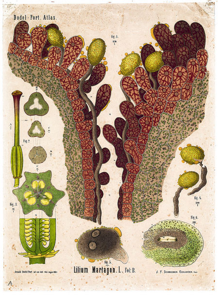 Plant anatomy charts