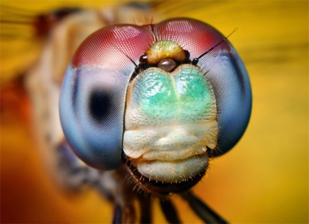 Thomas Shahan and tiny wildly-beautiful beasts