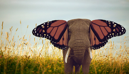 Elephants Make Pretty Butterflies