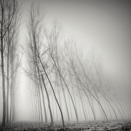 Long Exposure Tree Landscapes by Pierre Pellegrini