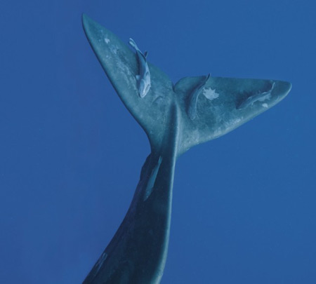 Life-Size Photography of Whales