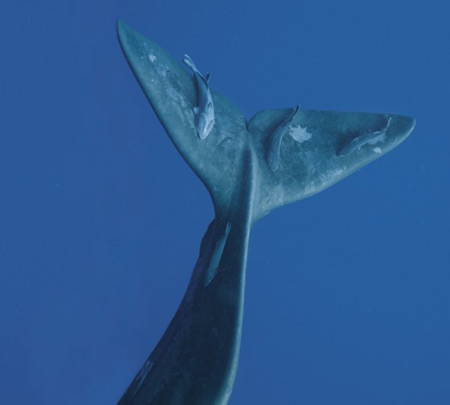 beautifulwhale_p086-2-640x576