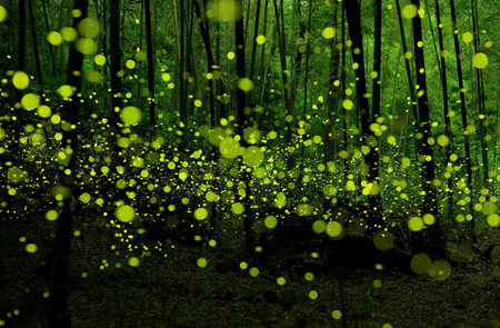 fireflies-1