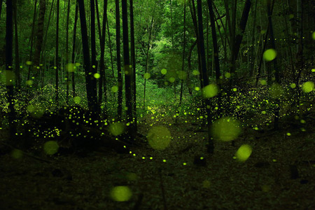 fireflies-2