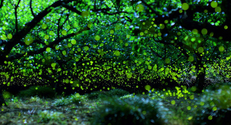 Long Exposure Photos of Fireflies