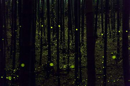 fireflies-4