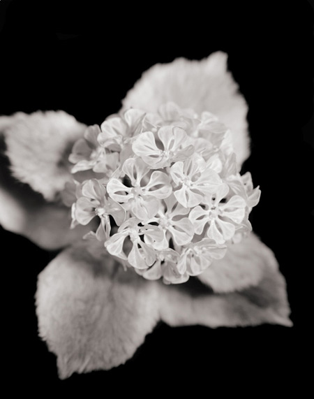 Flowers made from animal bones and skin