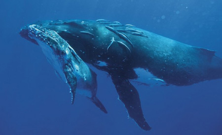 whale1-640x389