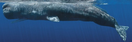 whale5-640x206