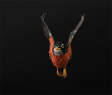 birds-21