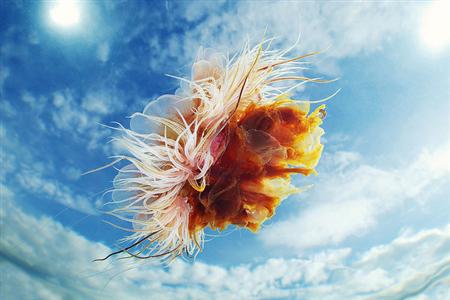 Jellyfish Photographed Against the Sky