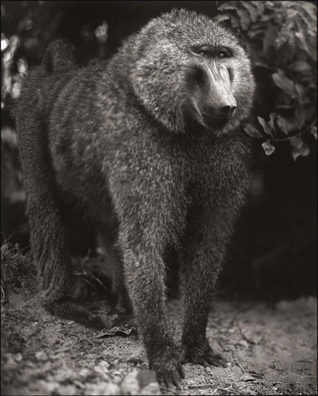 Photography by Nick Brandt