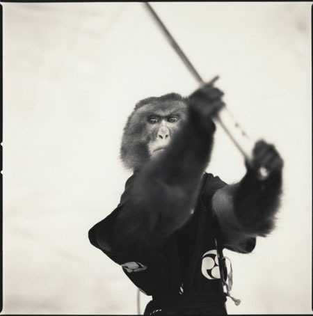 Black & white photo: Monkey series