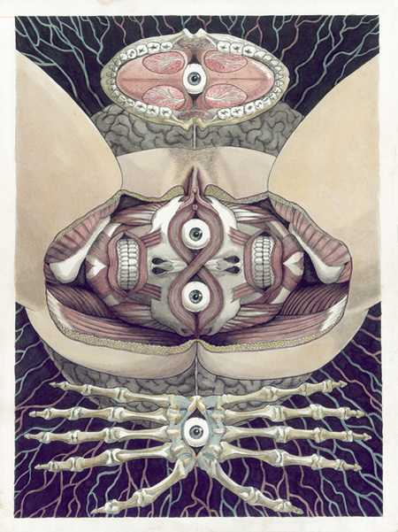 Reflected anatomical illustrations