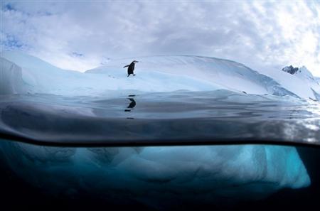 Stunning antarctic wildlife photography