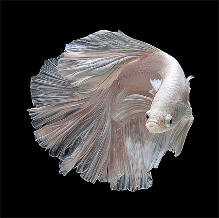 Portraits of Siamese fighting fish