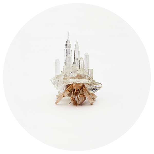 A 3D printed shelter for hermit crabs