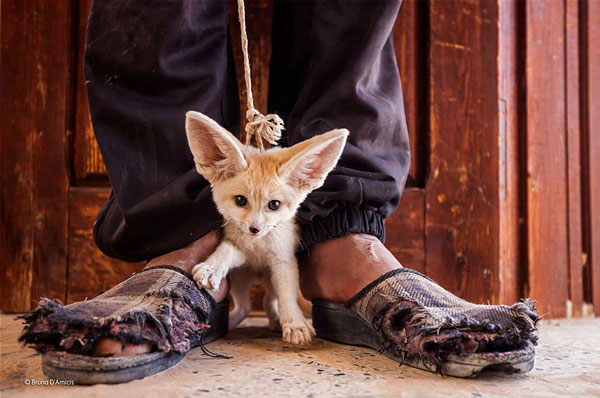 wildlife-photographer-of-the-year-2014-awards-11