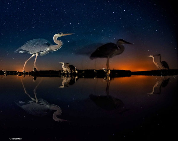 wildlife-photographer-of-the-year-2014-awards-4