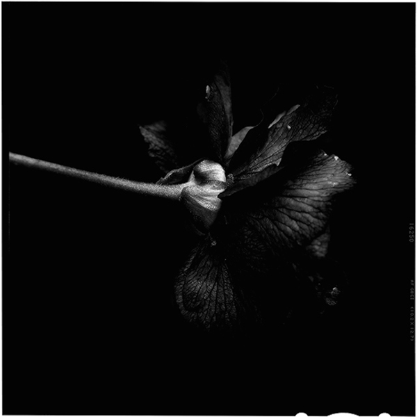 Back to black flowers: amazing photos by Bettina Güber