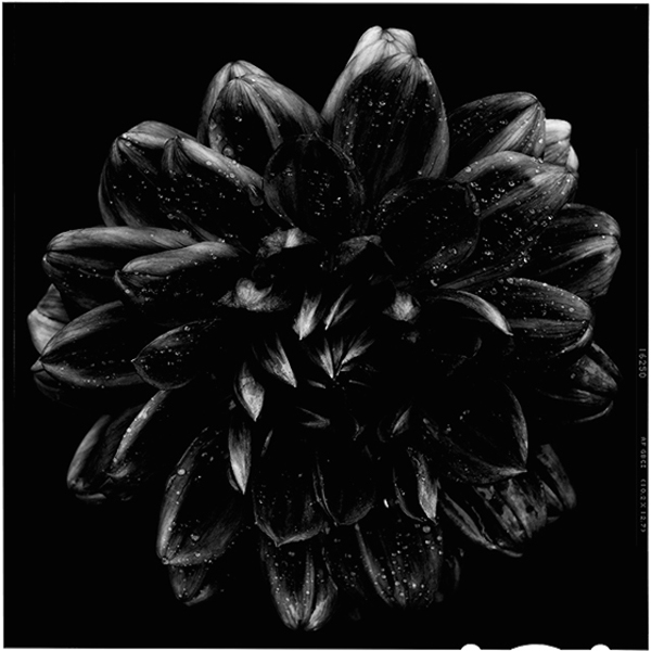 Black-to-Black-Flowers-5