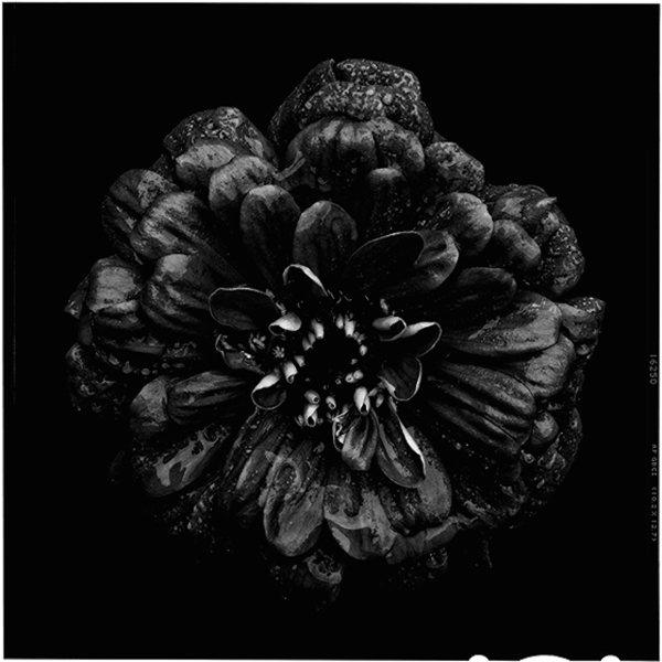 Black-to-Black-Flowers-6