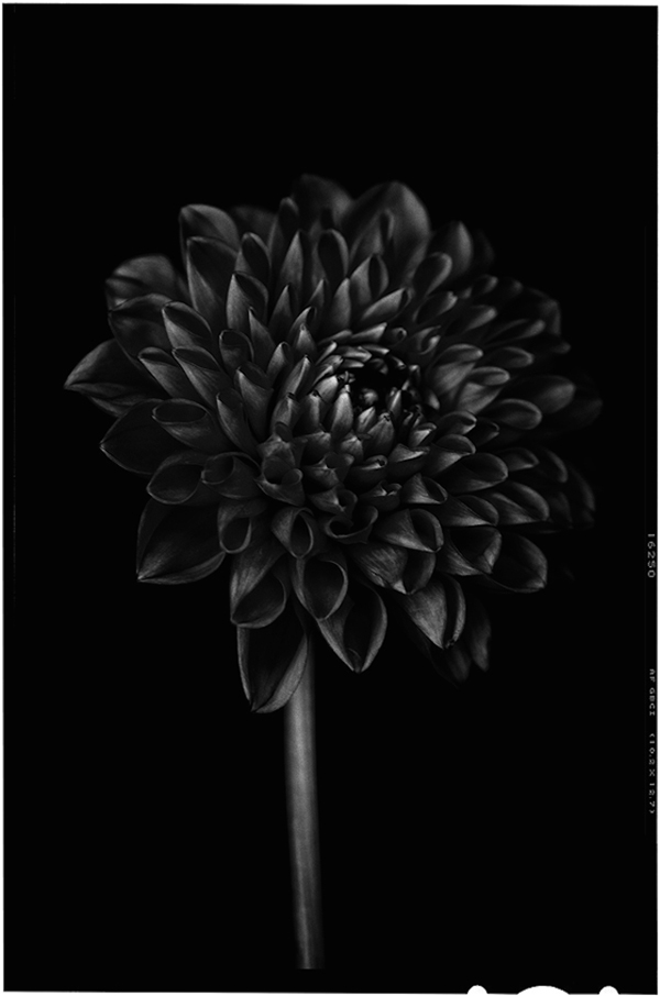 Black-to-Black-Flowers-7