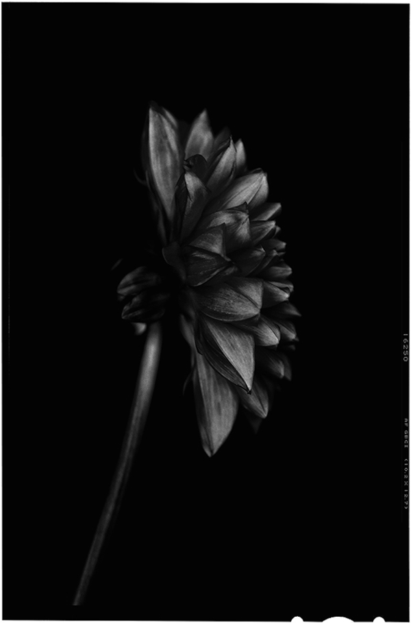 Black-to-Black-Flowers-8